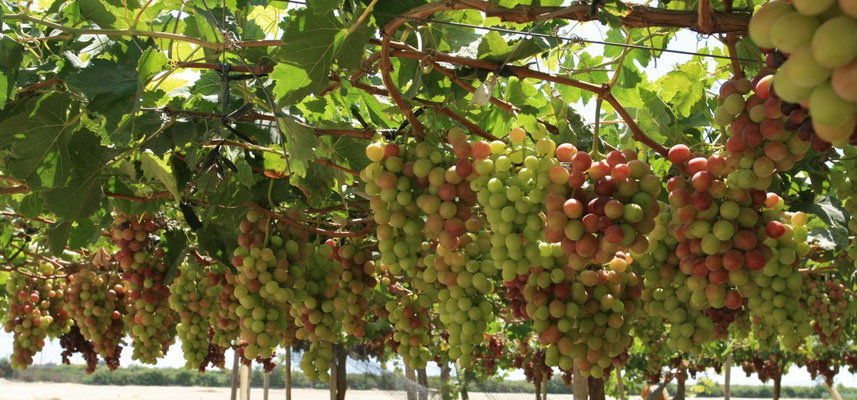 Colour begins to develop