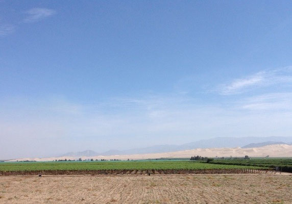 Vines entering production