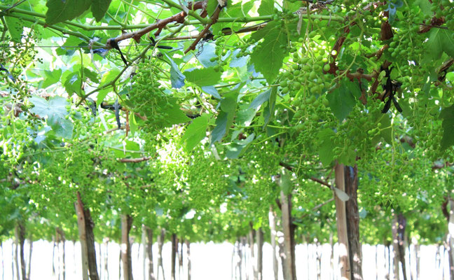 Early berry development
